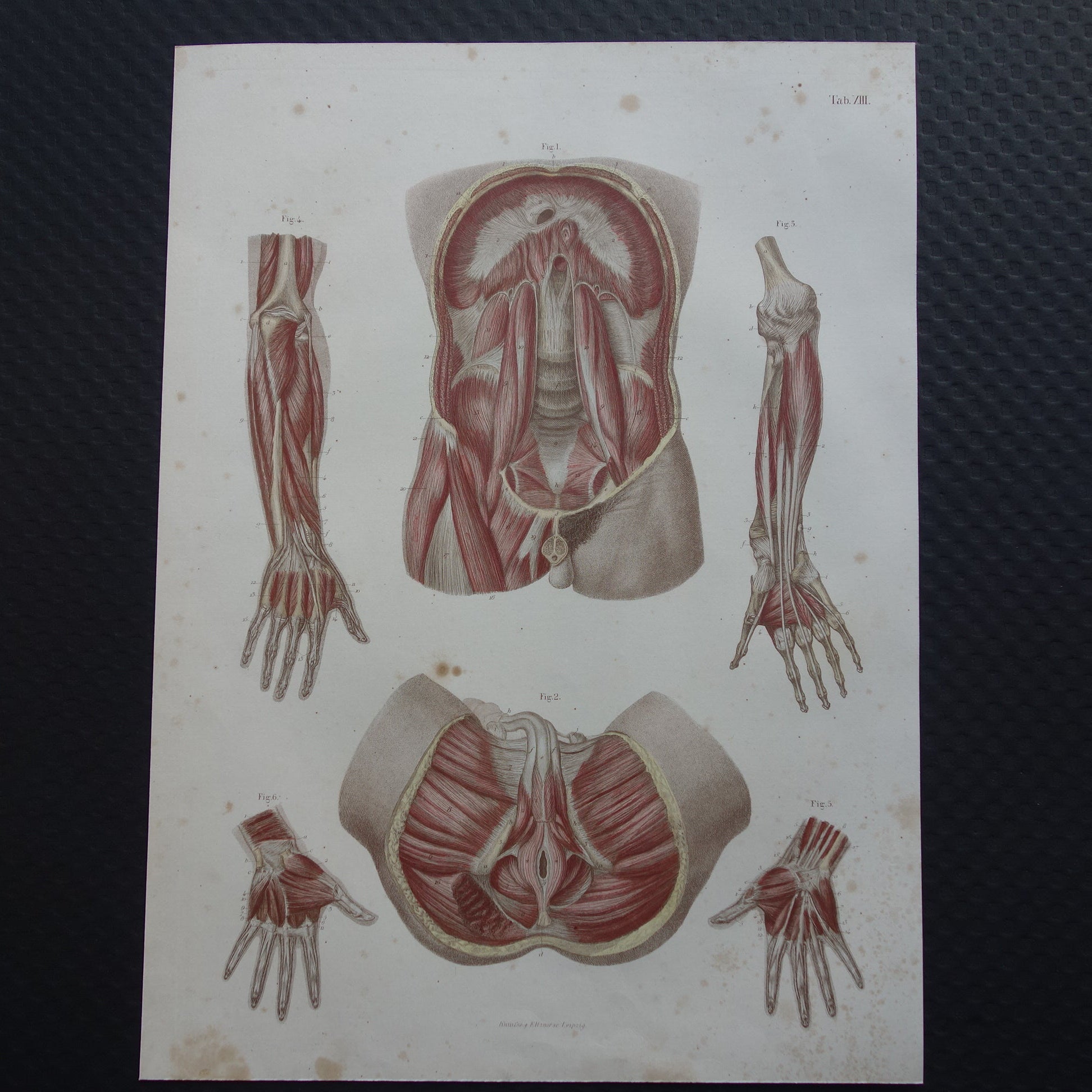 anatomische prenten kopen