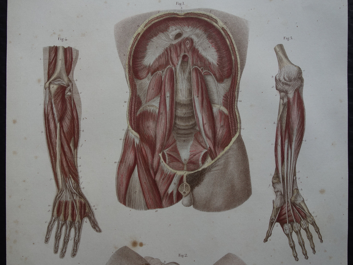 Oude anatomie print buikspieren bekkenbodemspieren 1871 Antieke prent Vintage anatomische illustratie armspieren