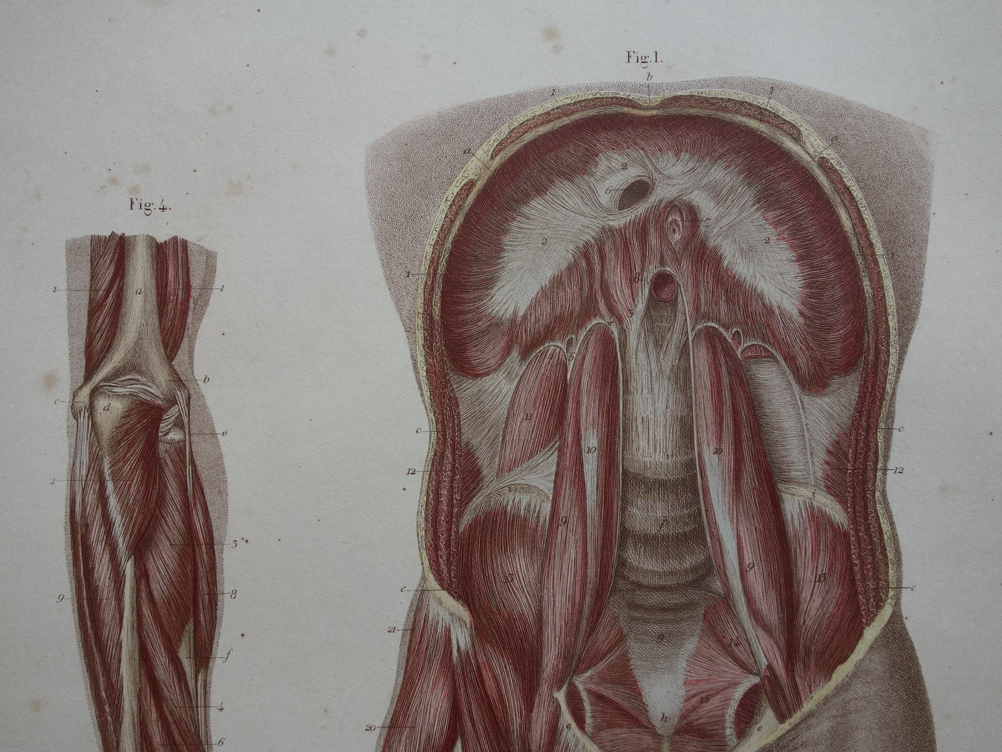 Oude anatomie print buikspieren bekkenbodemspieren 1871 Antieke prent Vintage anatomische illustratie armspieren