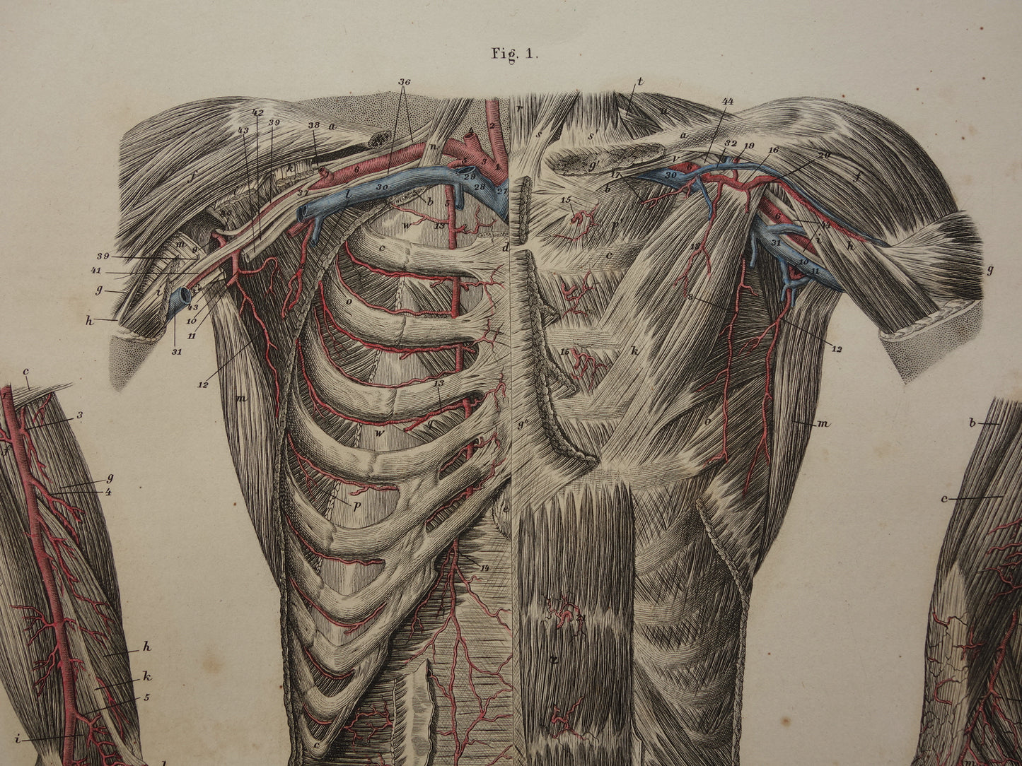 antieke anatomische gravure te koop