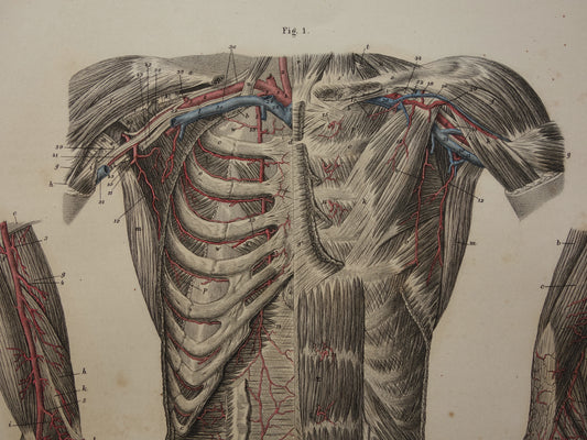 antieke anatomische gravure te koop