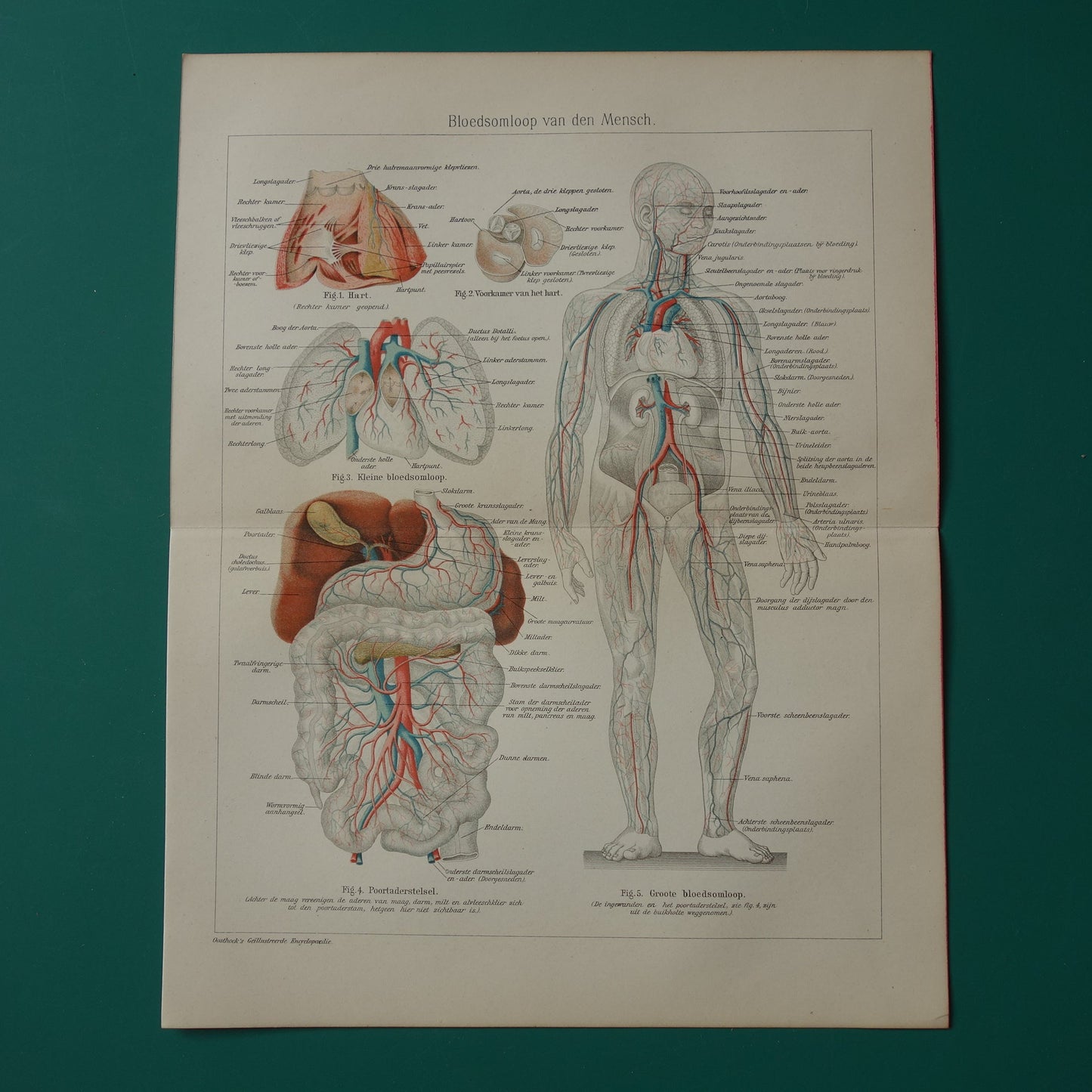 oude anatomische prenten bloedvaten 