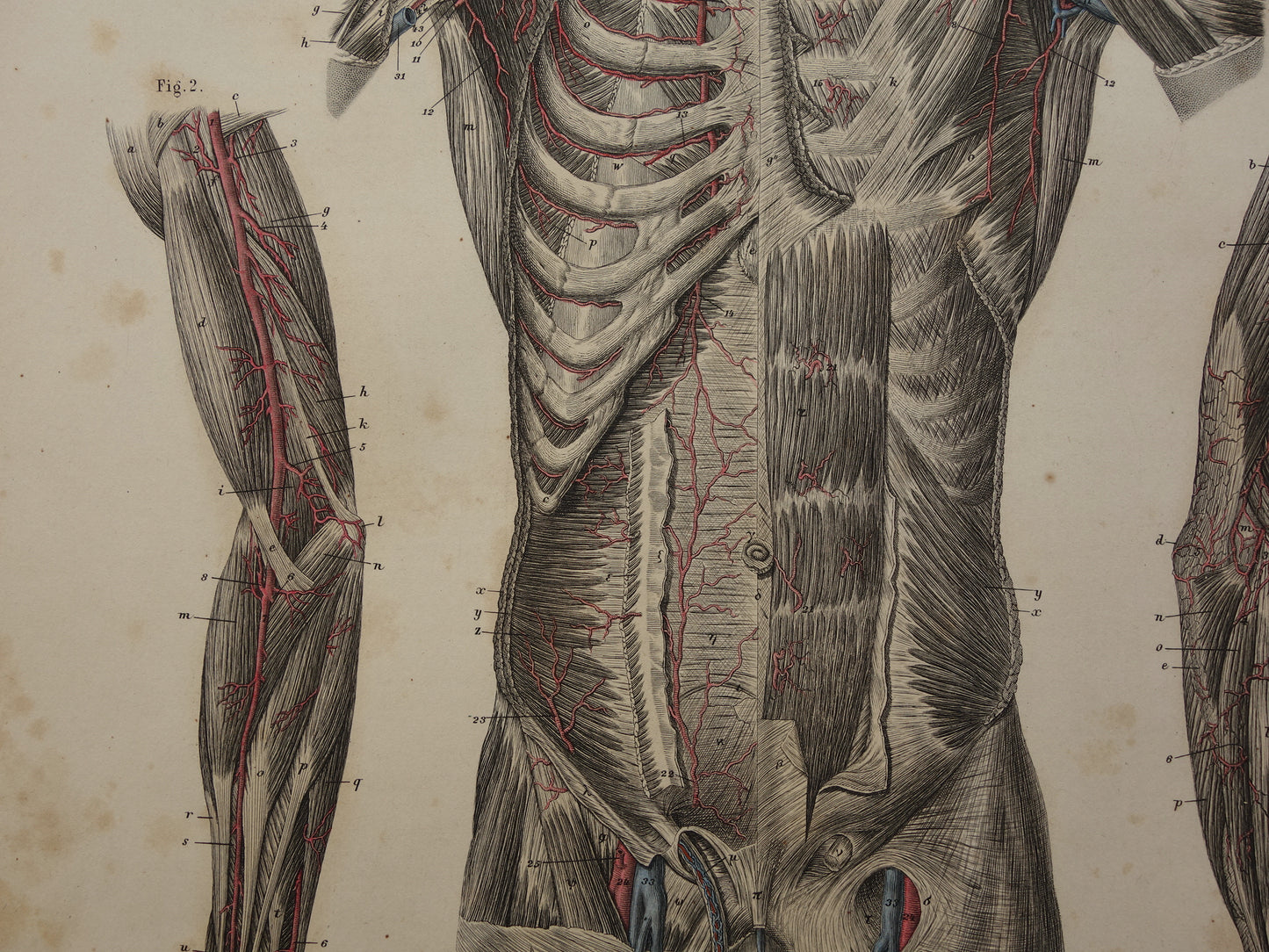 Oude anatomie prent bloedvaten in arm en romp 1871 Originele antieke gravure slagaders Vintage anatomische illustratie
