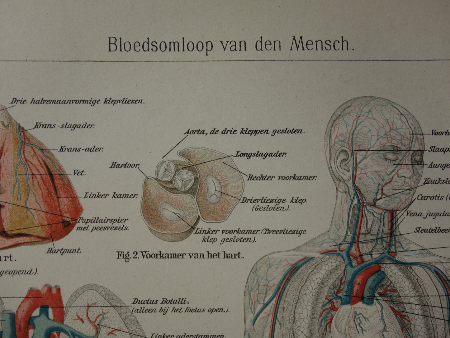 BLOEDSOMLOOP Oude Anatomische Prent Originele antieke anatomie illustratie print van Bloedvaten Slagaders