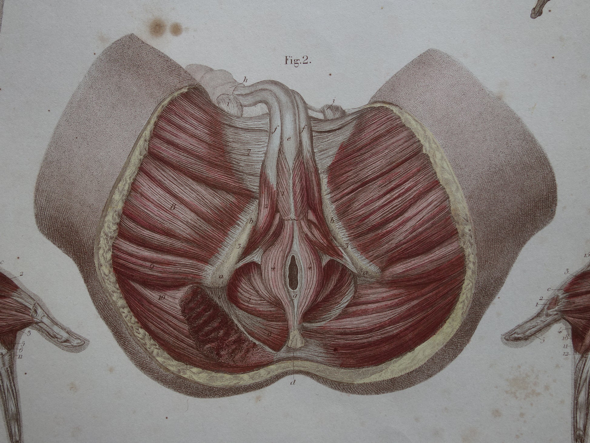 bekkenbodemspieren oude gravure prent