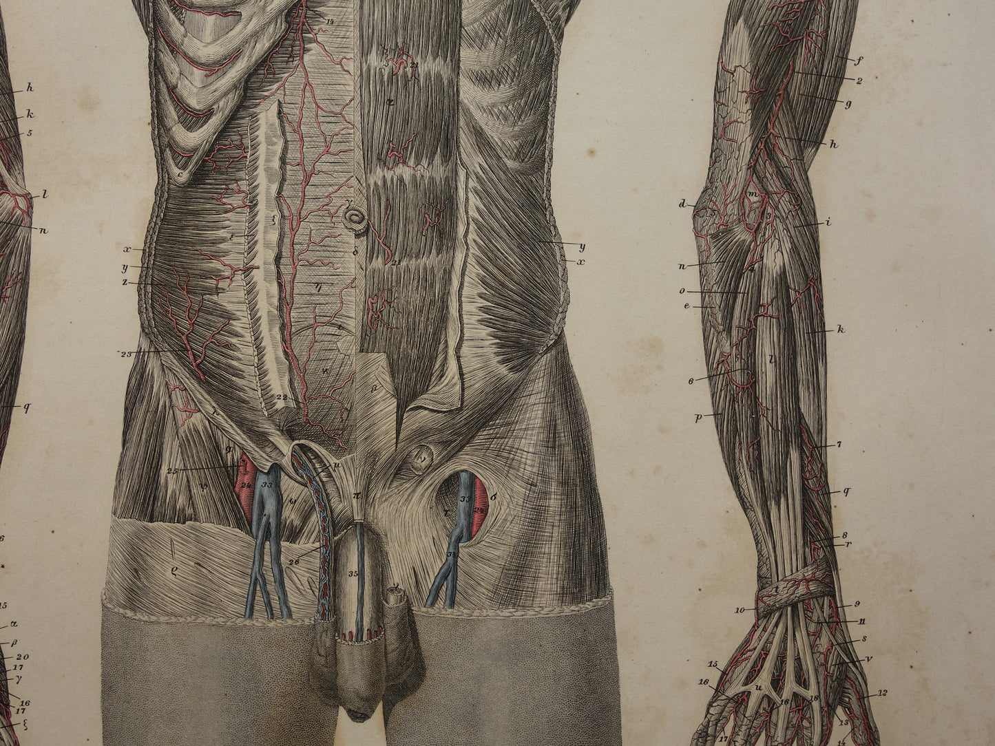 Oude anatomie prent bloedvaten in arm en romp 1871 Originele antieke gravure slagaders Vintage anatomische illustratie
