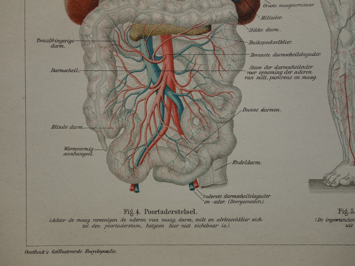BLOEDSOMLOOP Oude Anatomische Prent Originele antieke anatomie illustratie print van Bloedvaten Slagaders