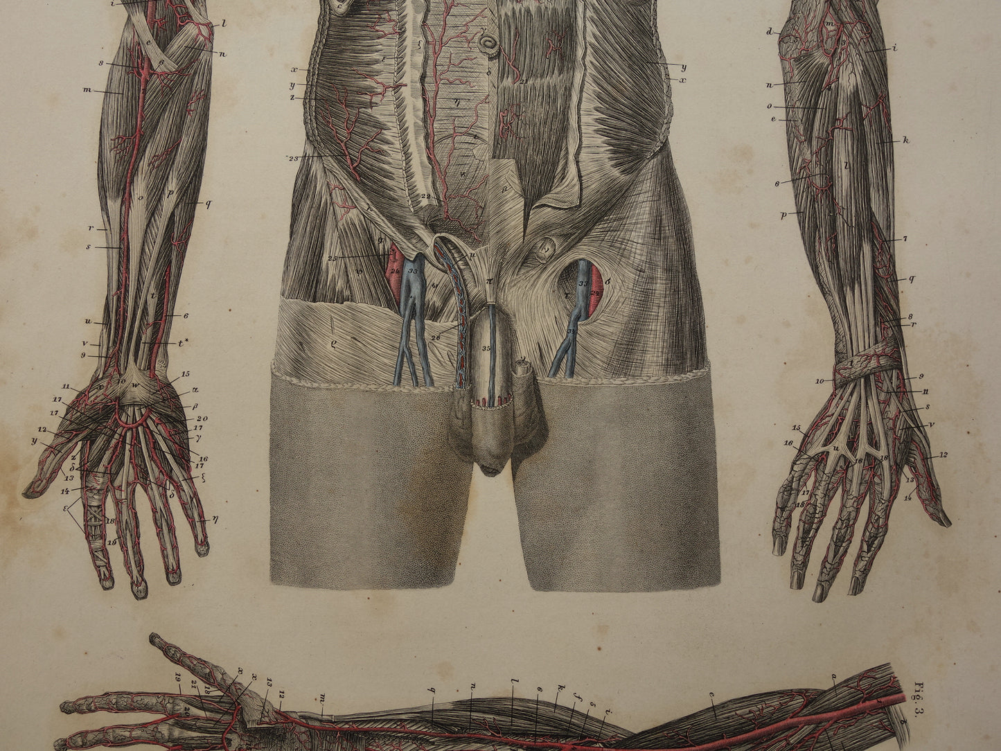 Oude anatomie prent bloedvaten in arm en romp 1871 Originele antieke gravure slagaders Vintage anatomische illustratie