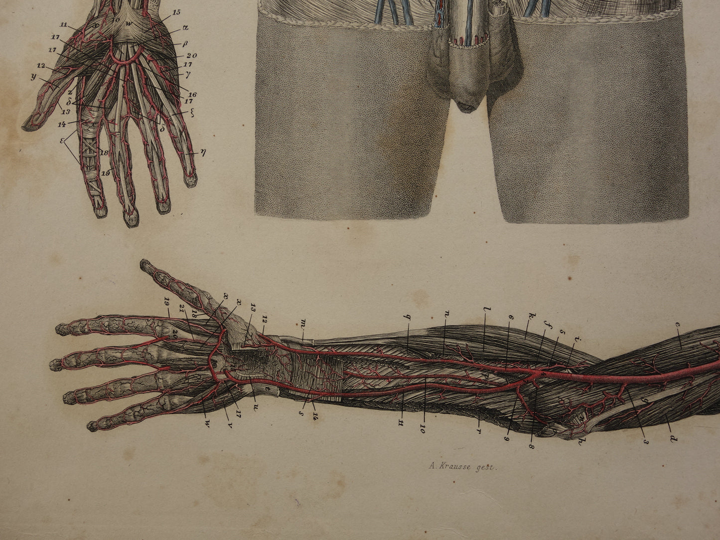 Oude anatomie prent bloedvaten in arm en romp 1871 Originele antieke gravure slagaders Vintage anatomische illustratie