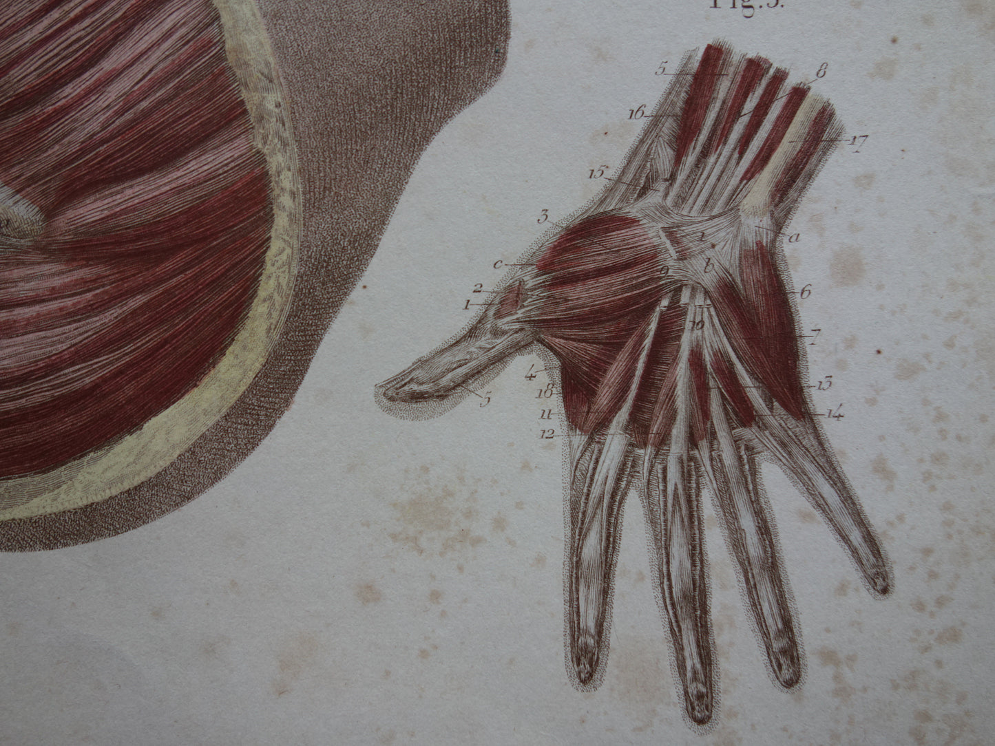 Oude anatomie print buikspieren bekkenbodemspieren 1871 Antieke prent Vintage anatomische illustratie armspieren