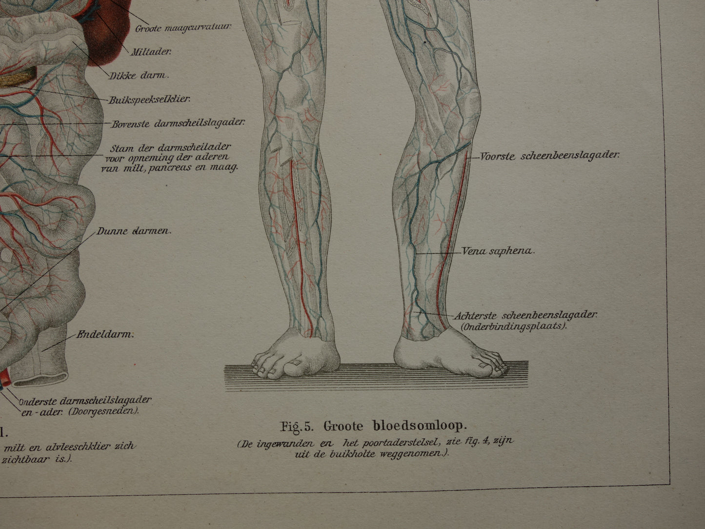 BLOEDSOMLOOP Oude Anatomische Prent Originele antieke anatomie illustratie print van Bloedvaten Slagaders