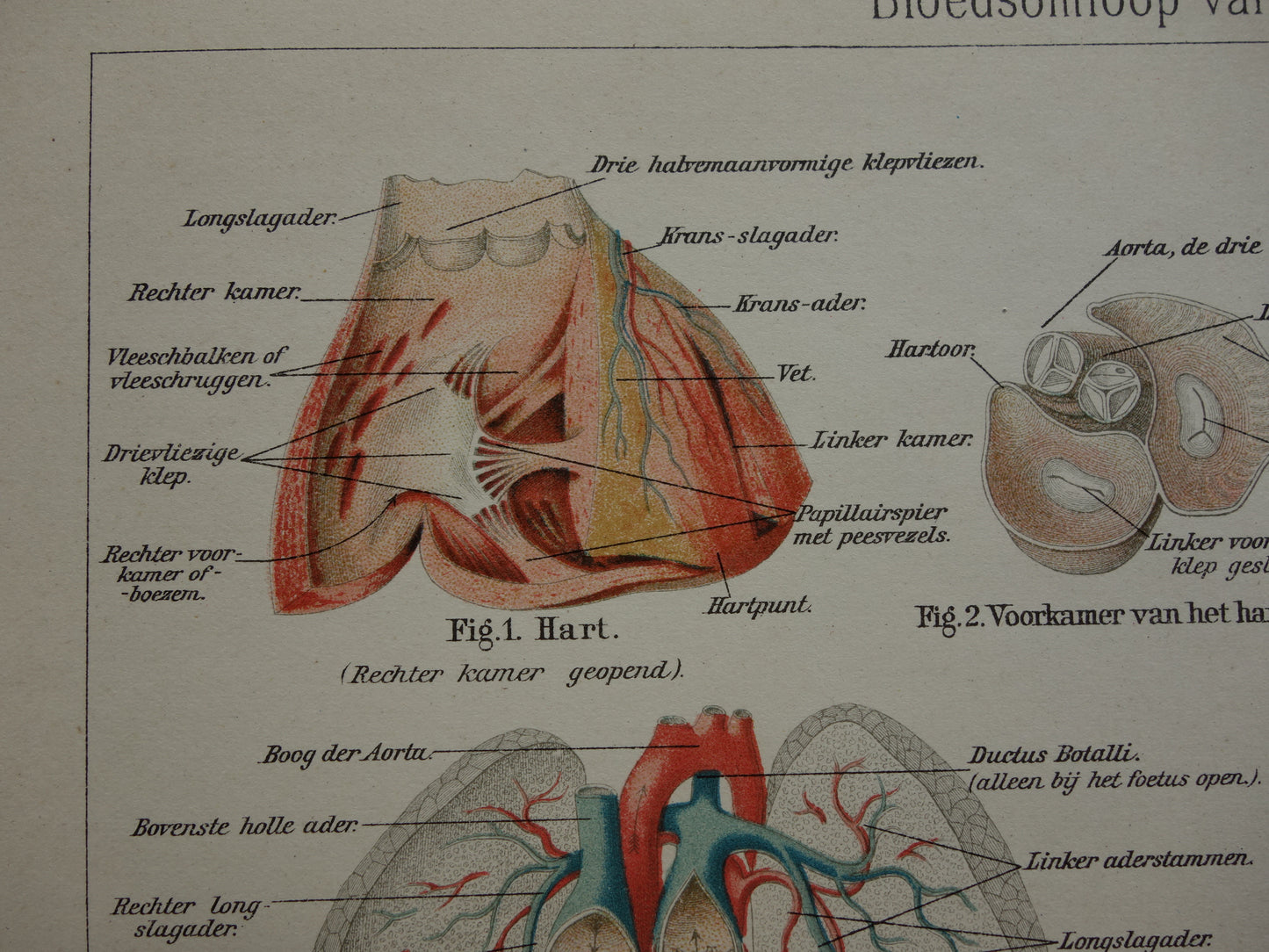 BLOEDSOMLOOP Oude Anatomische Prent Originele antieke anatomie illustratie print van Bloedvaten Slagaders