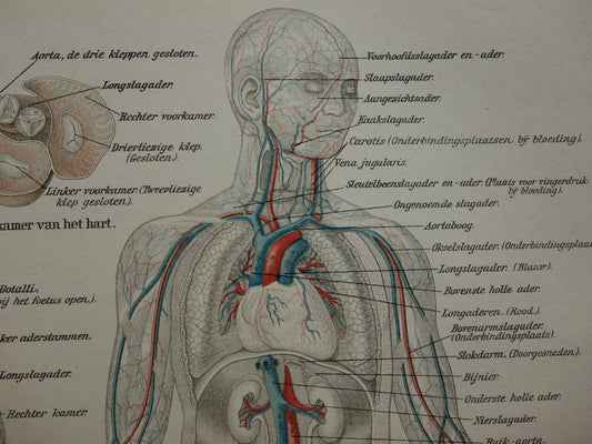 BLOEDSOMLOOP Oude Anatomische Prent Originele antieke anatomie illustratie print van Bloedvaten Slagaders