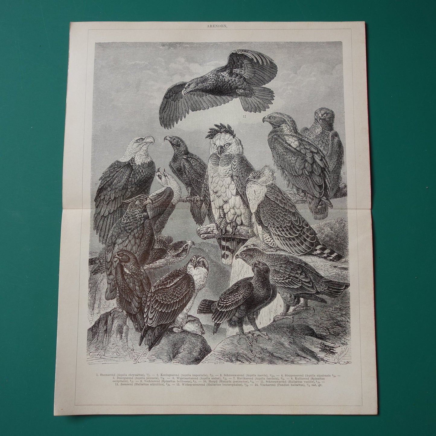 Oude prent van Arenden antieke vogel illustratie Arend Adelaar