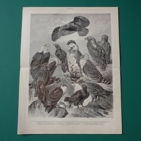 Oude prent van Arenden antieke vogel illustratie Arend Adelaar