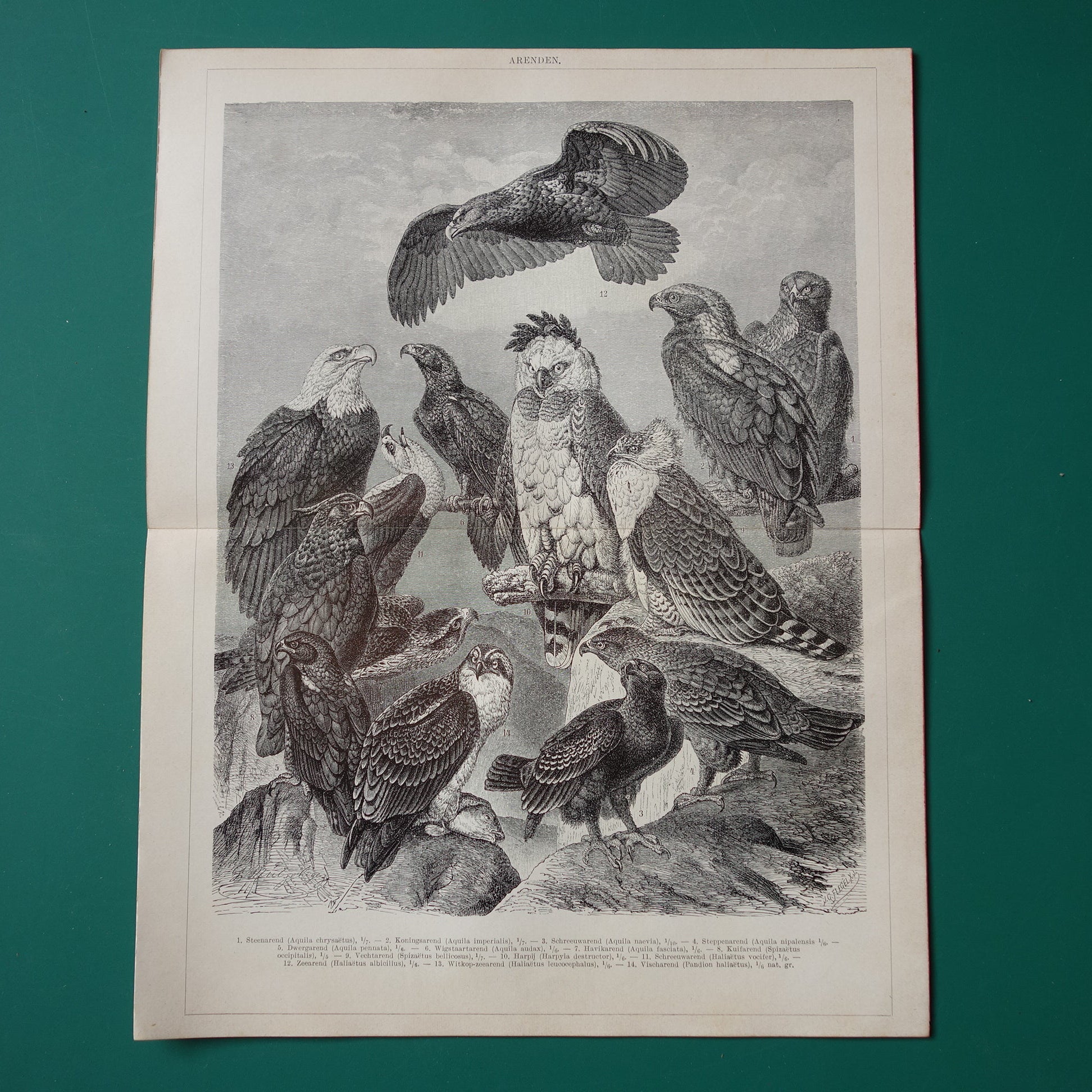 Adelaar vintage illustratie