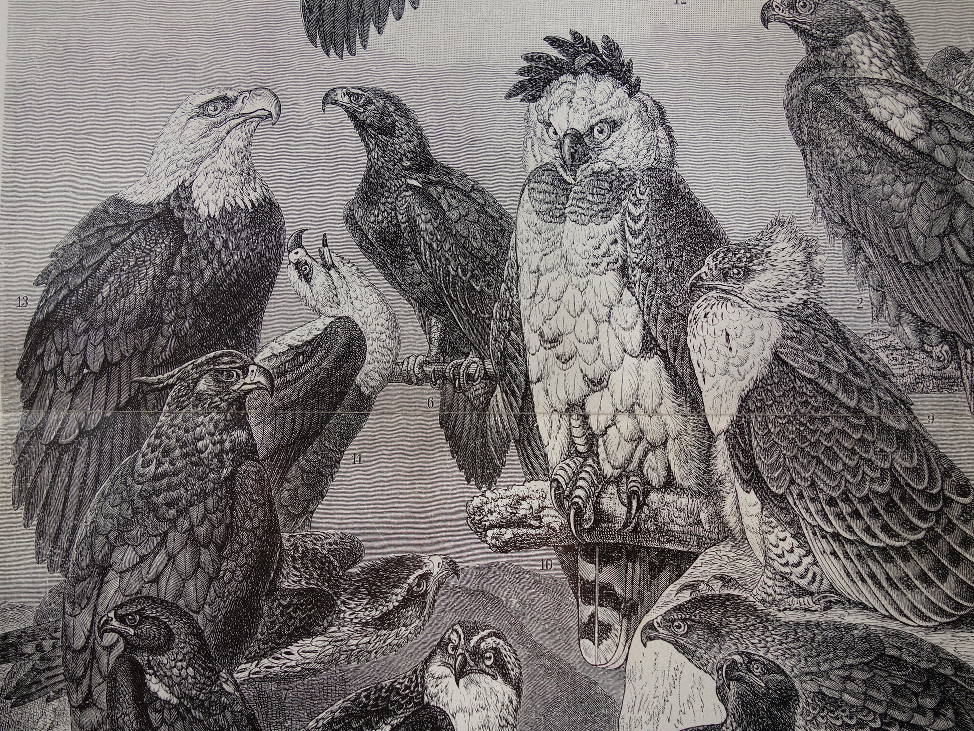 adelaars antieke prenten kopen
