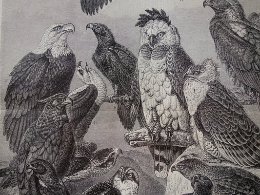 adelaars antieke prenten kopen
