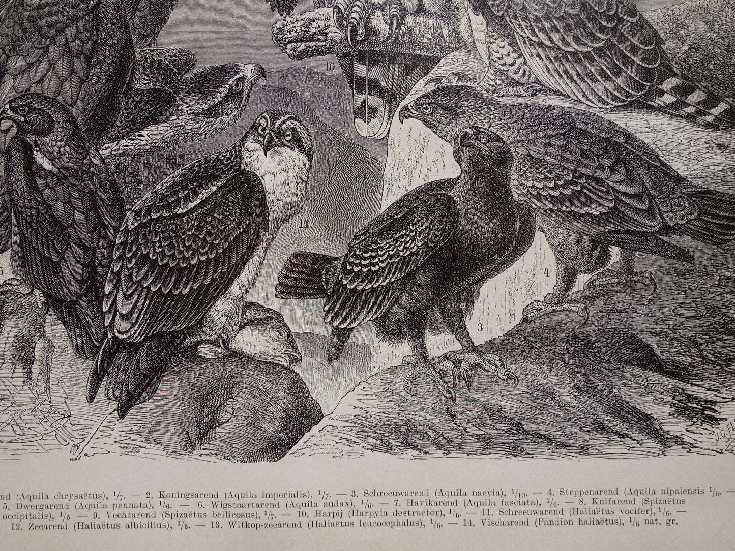 Oude prent van Arenden antieke vogel illustratie Arend