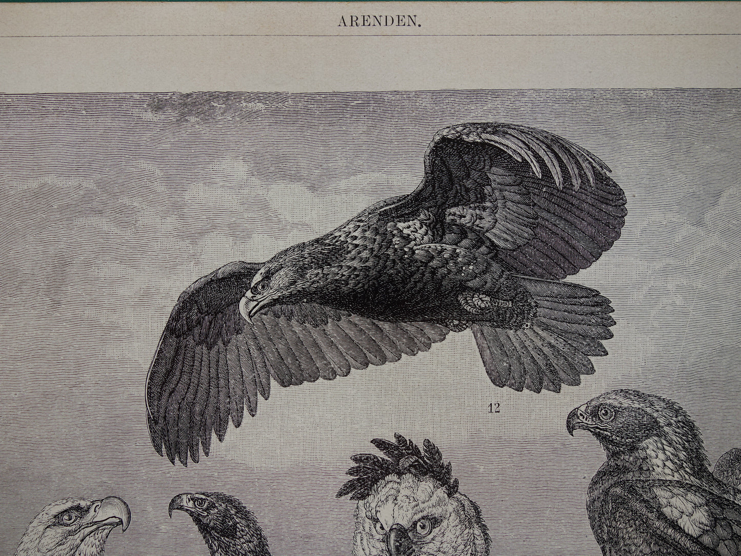 Oude prent van Arenden antieke vogel illustratie Arend