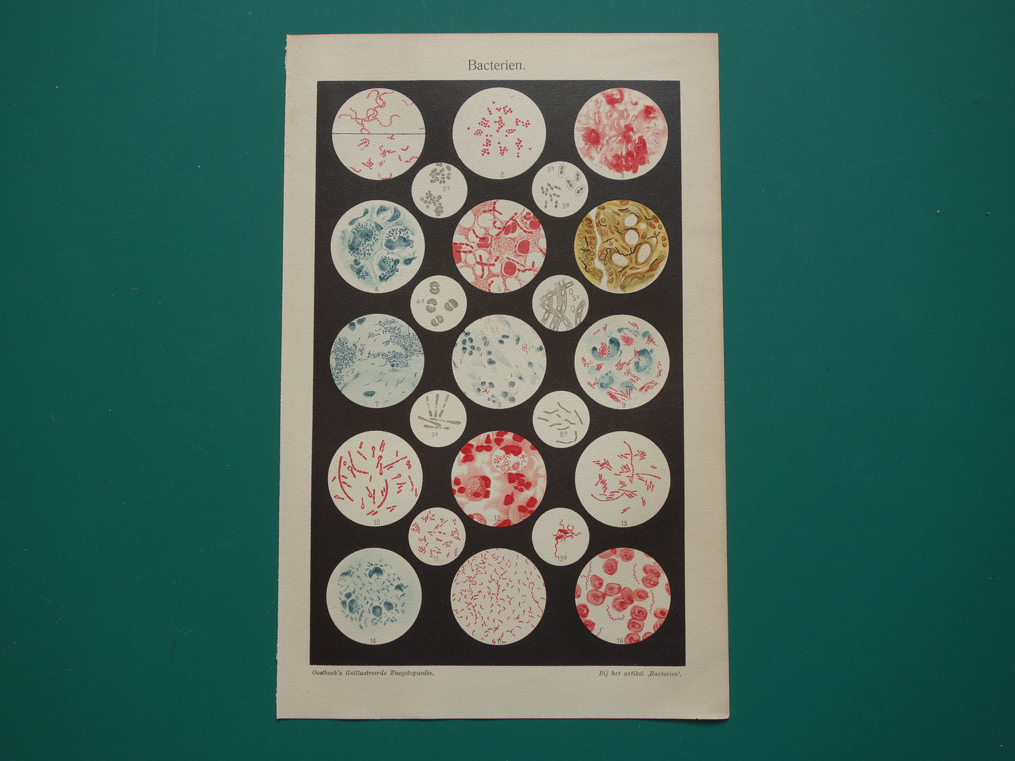 BACTERIE Oude Nederlandse prent over bacteriën Antieke illustratie uit 1925