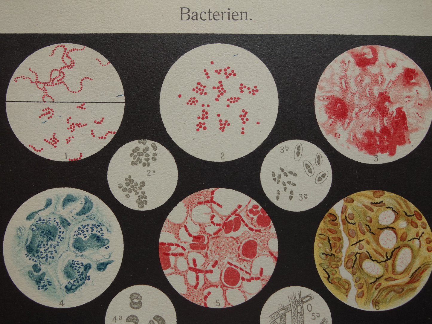 BACTERIE Oude Nederlandse prent over bacteriën Antieke illustratie uit 1925