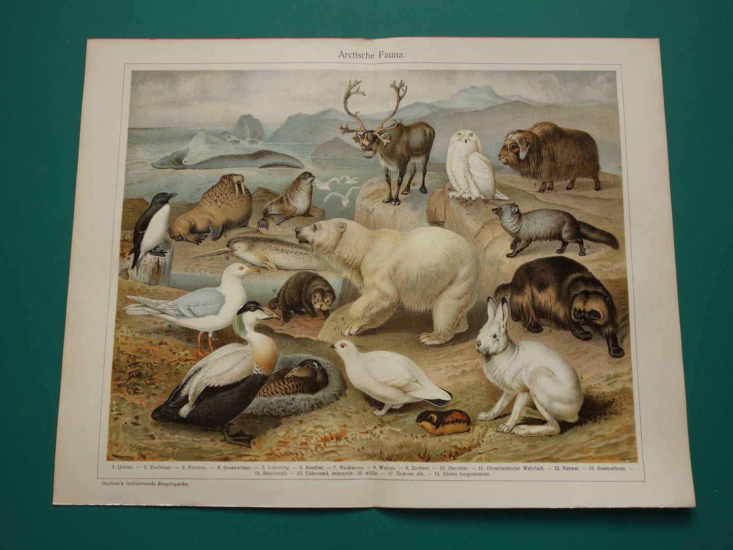 Oude prent van Ijsbeer Narwal Sneeuwuil Walrus originele antieke dieren illustratie Arctische Fauna vintage print poster