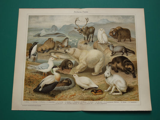 Oude prent van Ijsbeer Narwal Sneeuwuil Walrus originele antieke dieren illustratie Arctische Fauna vintage print poster