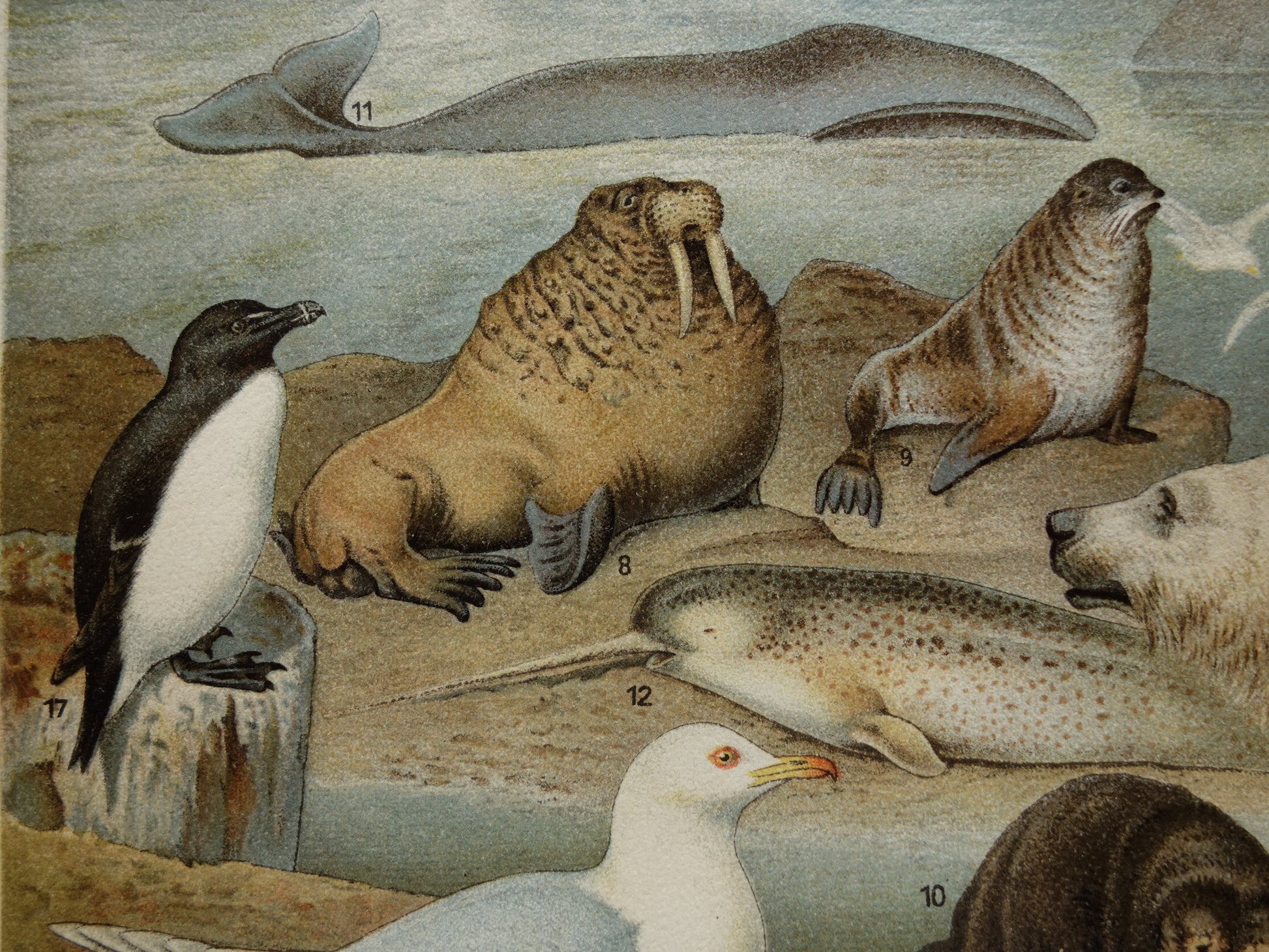 narwal vintage antieke prints