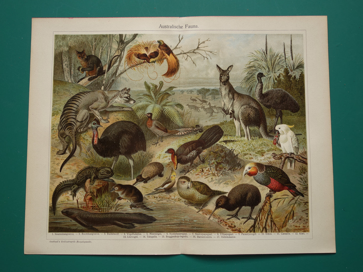 Old print of Kangaroo Kiwi Parrot original antique animal illustration Australian Fauna vintage print poster