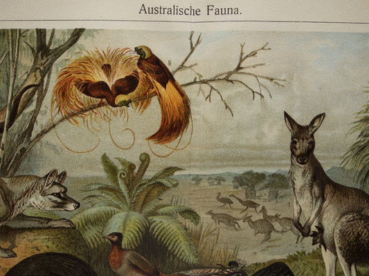 Old print of Kangaroo Kiwi Parrot original antique animal illustration Australian Fauna vintage print poster