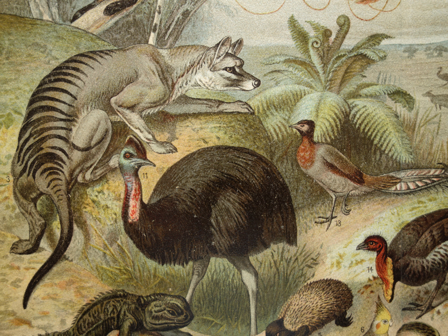 Old print of Kangaroo Kiwi Parrot original antique animal illustration Australian Fauna vintage print poster