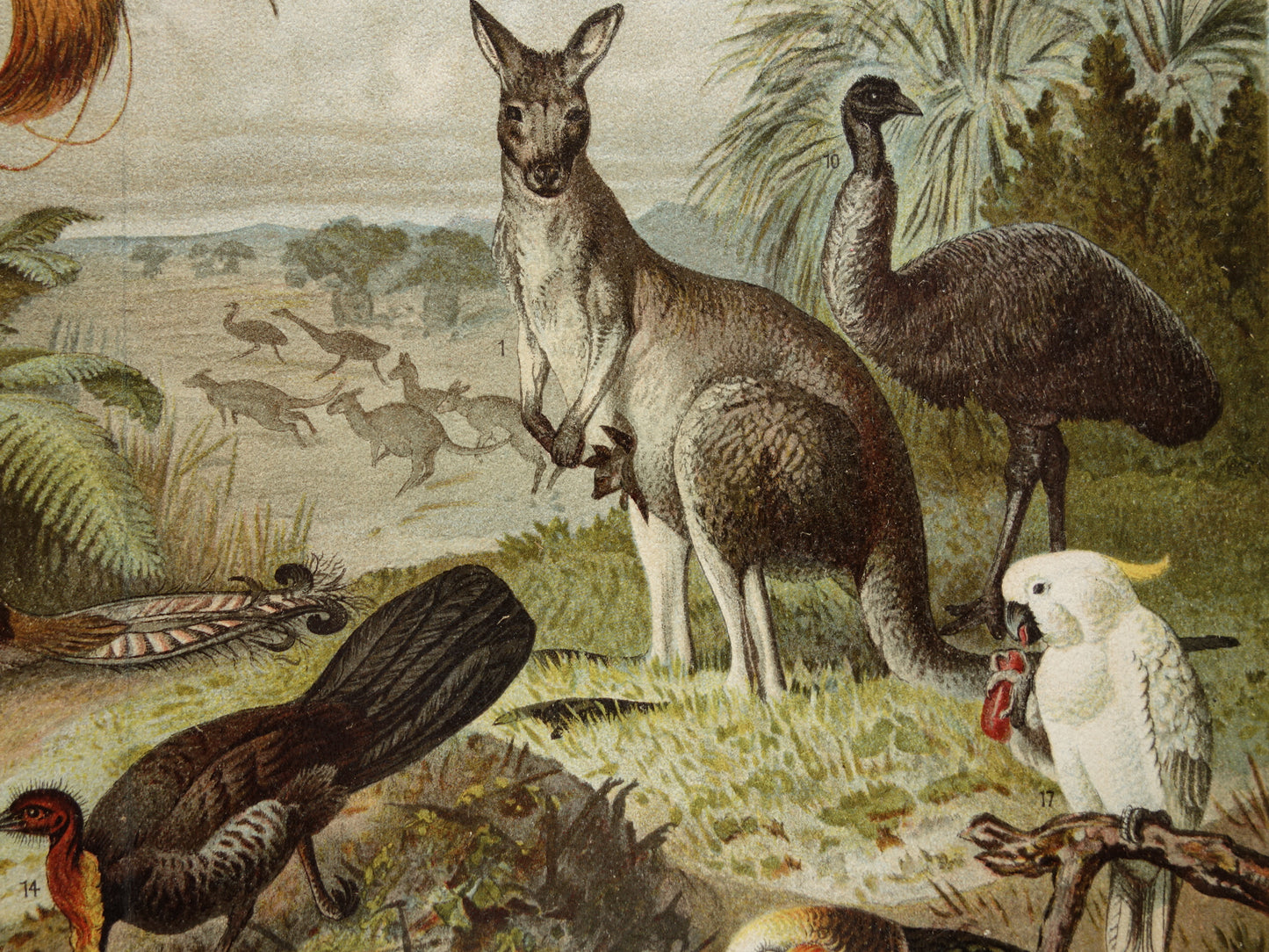 Old print of Kangaroo Kiwi Parrot original antique animal illustration Australian Fauna vintage print poster