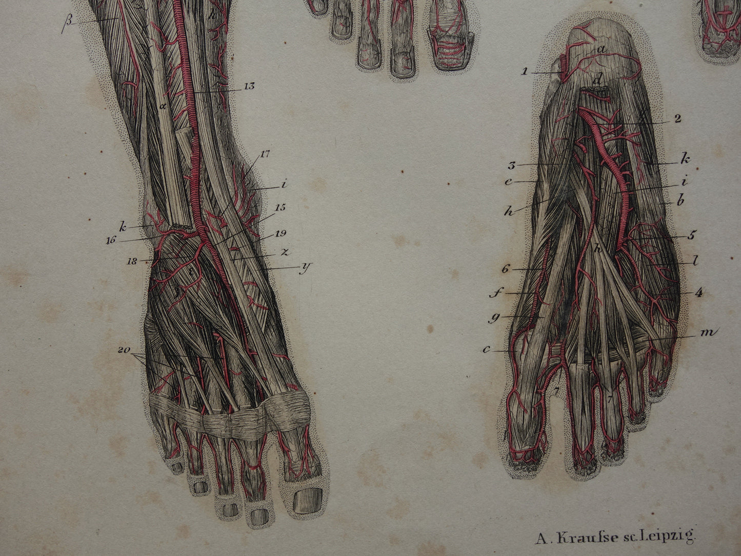 Oude anatomie print bloedvaten been voet 1871 Antieke prent slagaders benen voeten Vintage anatomische illustratie