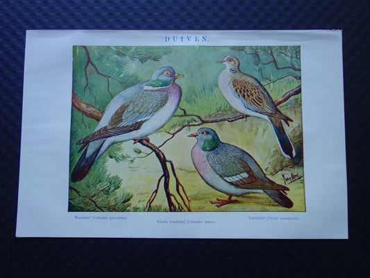 DUIVEN oude prent 100+ jaar oude illustratie van Duiven Duif Kleine Nederlandse vintage dieren print