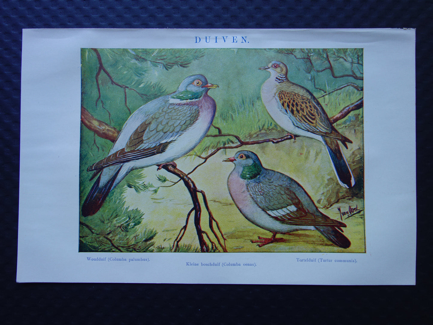 DUIVEN oude prent 100+ jaar oude illustratie van Duiven Duif Kleine Nederlandse vintage dieren print