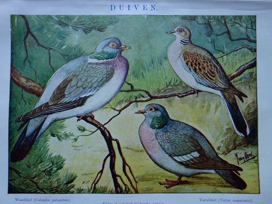 DUIVEN oude prent 100+ jaar oude illustratie van Duiven Duif Kleine Nederlandse vintage dieren print