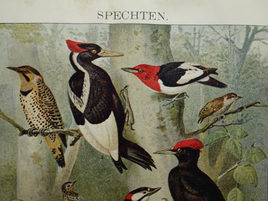 SPECHTEN oude prent uit 1922 Originele antieke specht illustratie vintage prints