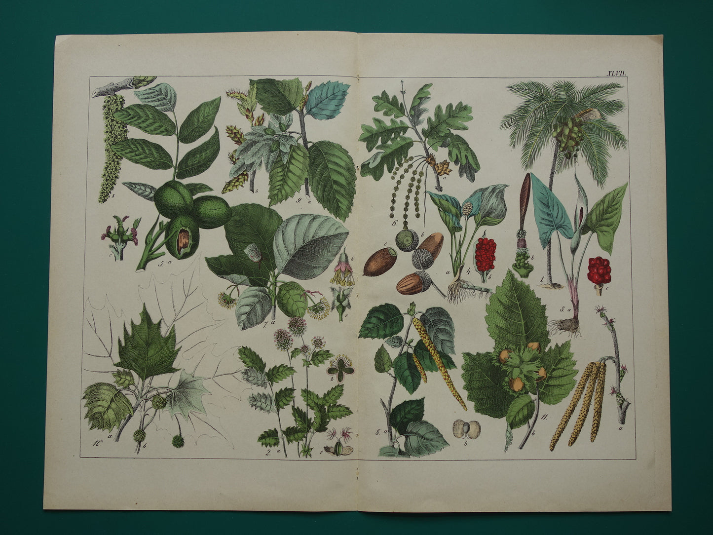 150+ Year Old Botanical Print with Walnut Hazel Coconut Palm Beautiful Antique Illustration Decoration Vintage Prints