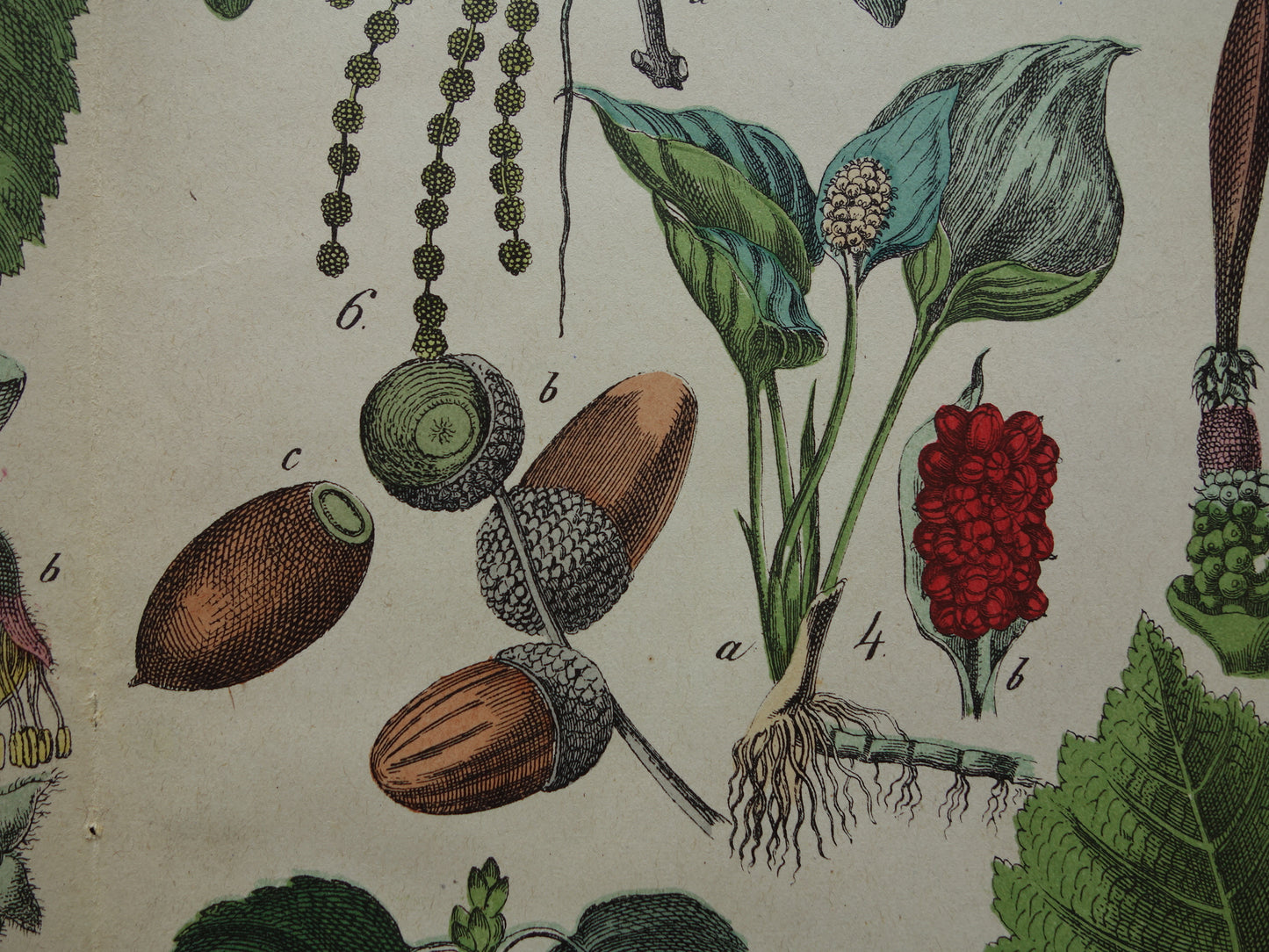 150+ Year Old Botanical Print with Walnut Hazel Coconut Palm Beautiful Antique Illustration Decoration Vintage Prints