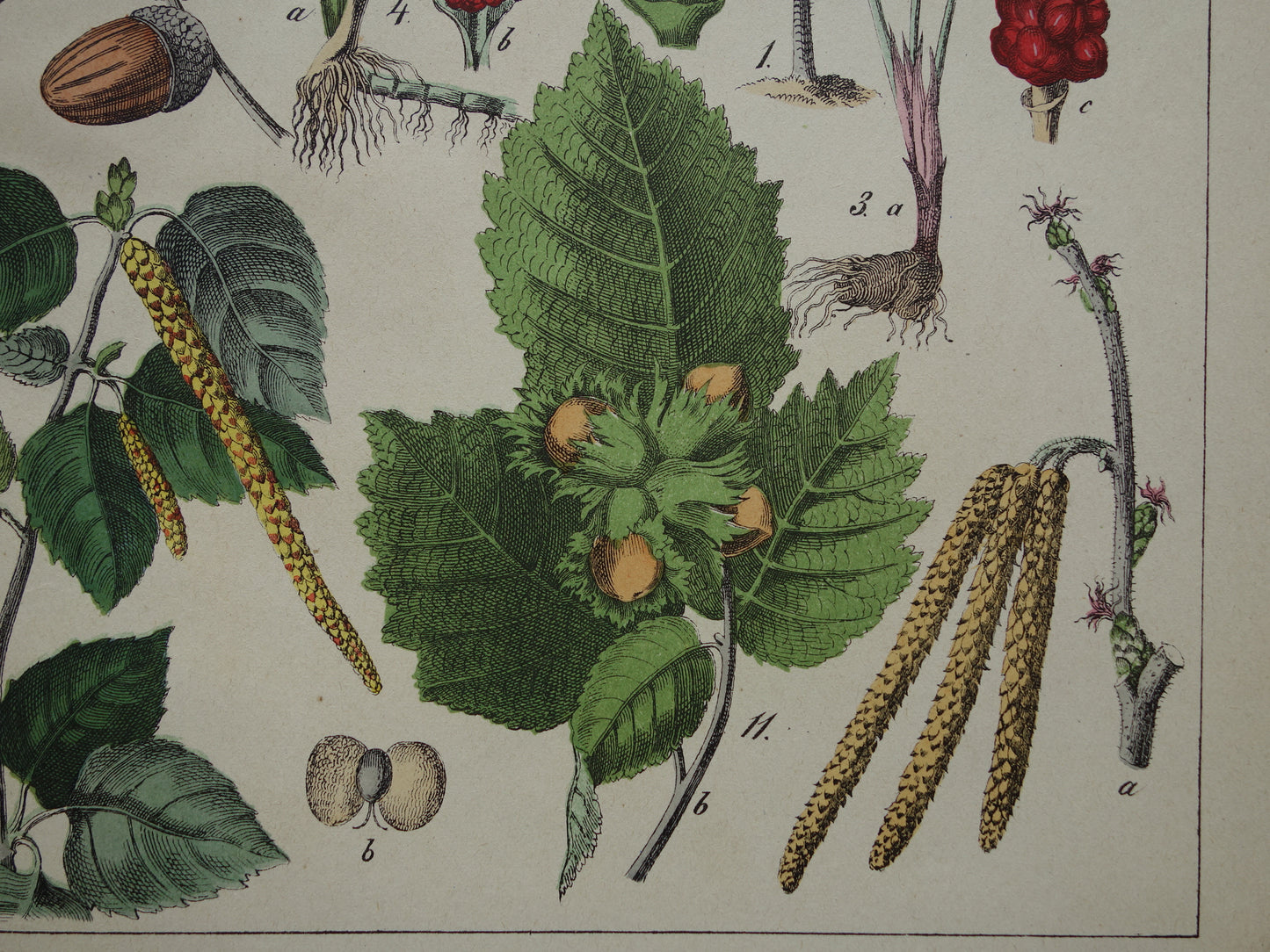 150+ Year Old Botanical Print with Walnut Hazel Coconut Palm Beautiful Antique Illustration Decoration Vintage Prints