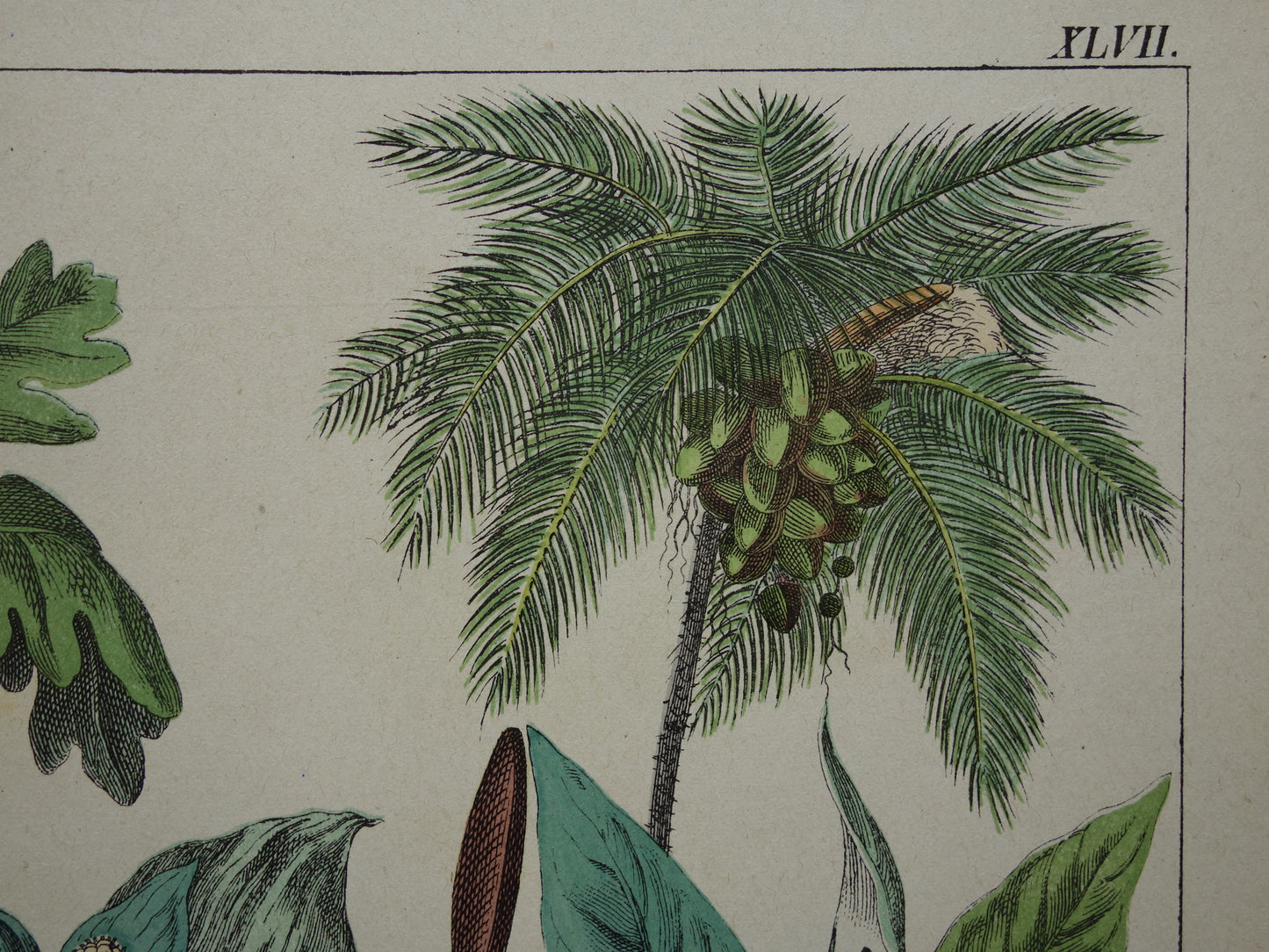 150+ Year Old Botanical Print with Walnut Hazel Coconut Palm Beautiful Antique Illustration Decoration Vintage Prints