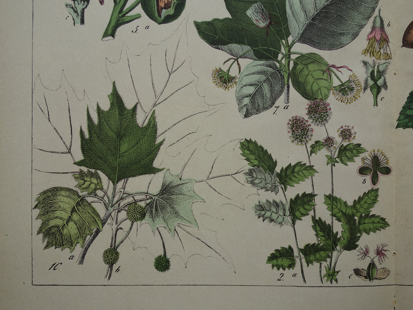 150+ Year Old Botanical Print with Walnut Hazel Coconut Palm Beautiful Antique Illustration Decoration Vintage Prints