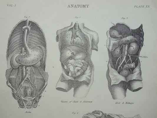 Oude Anatomie Prent 1875 Originele antieke Engelse anatomische illustratie vintage print ingewanden aorta