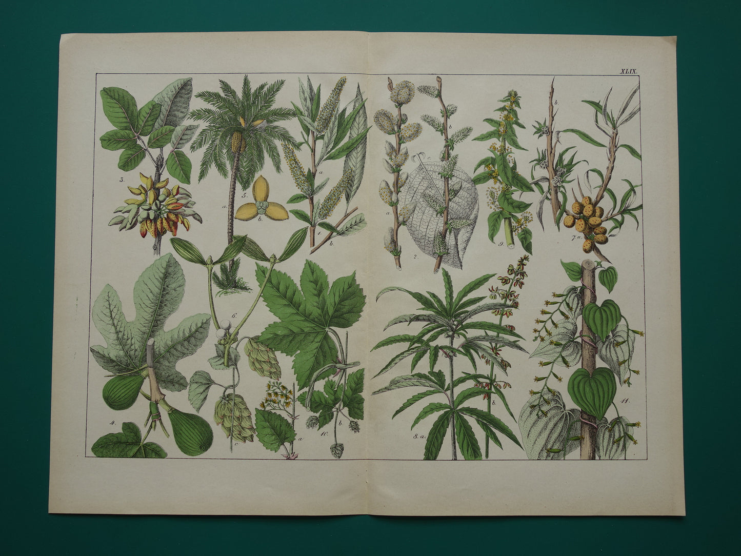 CANNABIS Oude Botanische Prent 1874 Originele Antieke Illustratie Dadelpalm Planten Spinazie Decoratie