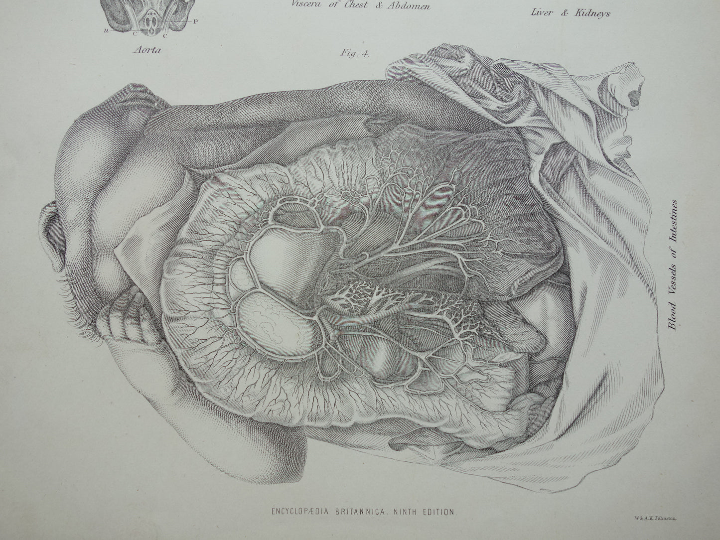 Oude Anatomie Prent 1875 Originele antieke Engelse anatomische illustratie vintage print ingewanden aorta