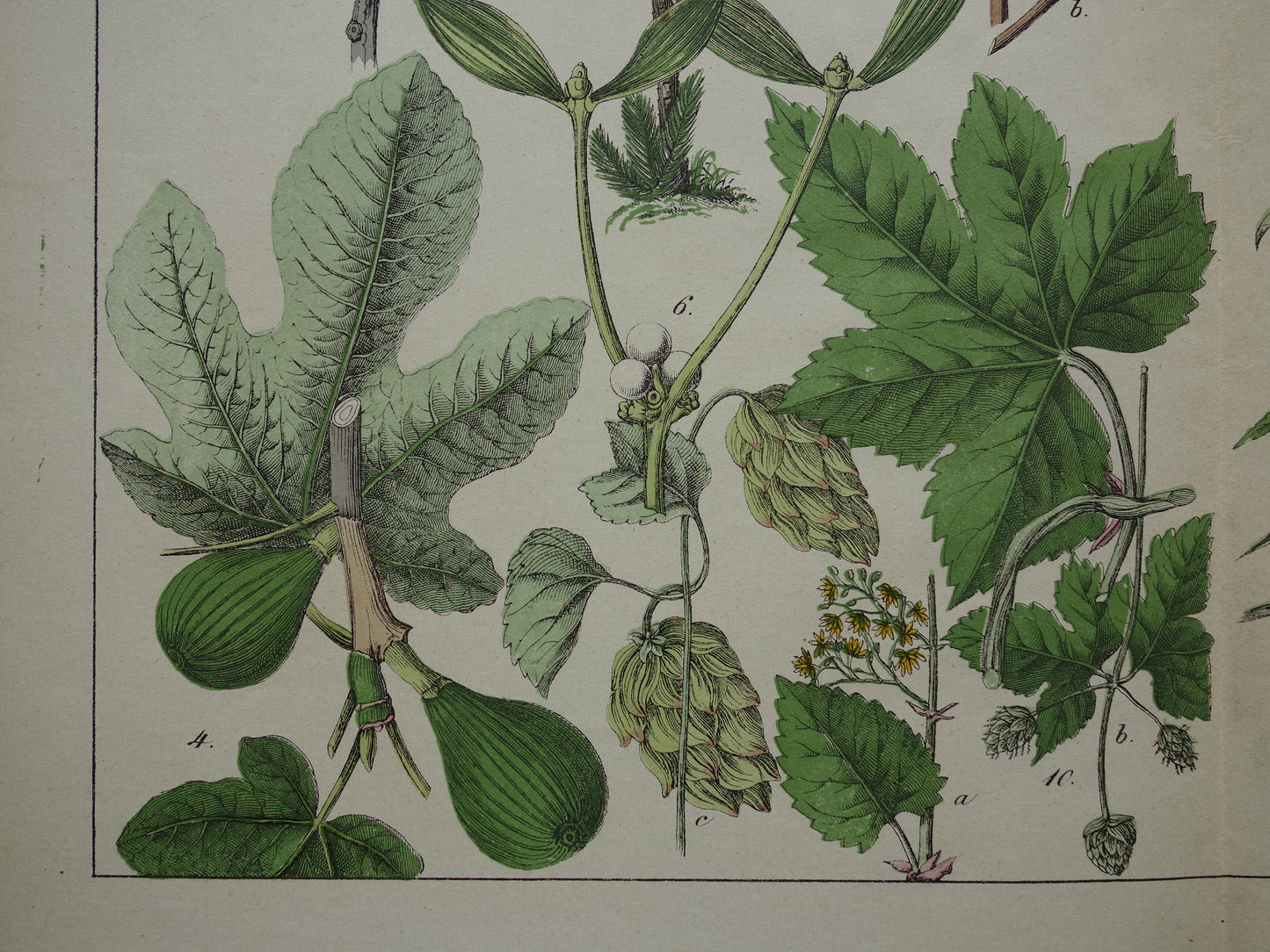 CANNABIS Oude Botanische Prent 1874 Originele Antieke Illustratie Dadelpalm Planten Spinazie Decoratie