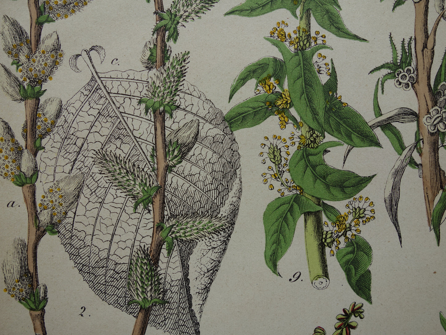 CANNABIS Oude Botanische Prent 1874 Originele Antieke Illustratie Dadelpalm Planten Spinazie Decoratie
