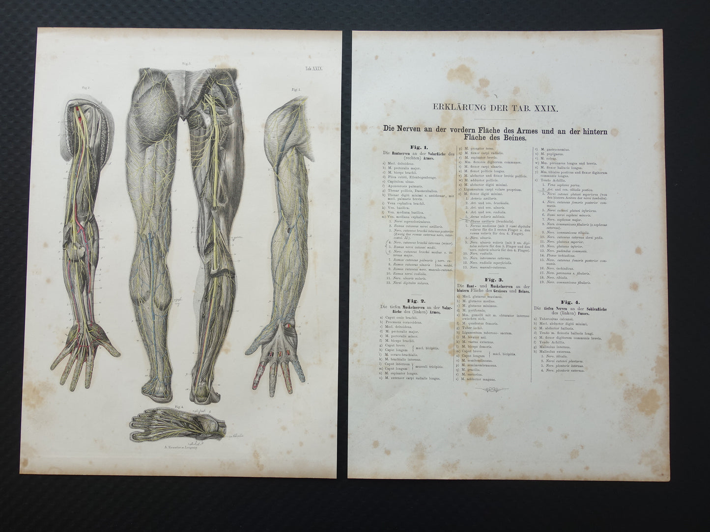 Oude anatomie print zenuwen in arm been 1871 Antieke prent Vintage anatomische illustratie zenuw armen benen