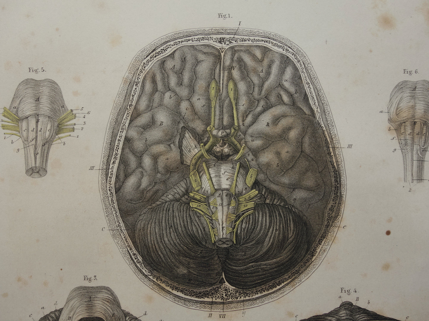 HERSENEN Oude anatomie print menselijke hersenen 1871 Antieke prent Vintage anatomische illustratie